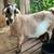 Large Boer/Kiko Goats 1 thumbnail