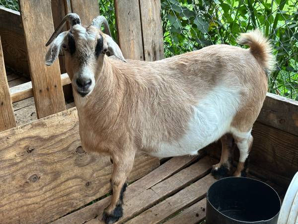 Large Boer/Kiko Goats 1