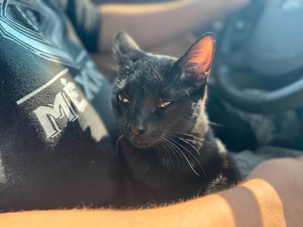 gatito macho de 6 meses (Des Moines)63671573254529122