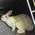 Kentwood,,hundreds Select blood lines,Wight Accepted Meat Rabbits farming Stock, 4 thumbnail