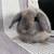 Holland Lop Bunnies Born 8/20/25 8 thumbnail