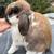 Holland lop bunnies 1 thumbnail