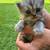Newborn Persian kittens 5 thumbnail