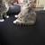 kittens 2 thumbnail