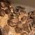 Corturnix Quail chicks 8 thumbnail