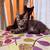 Kittens 3 thumbnail
