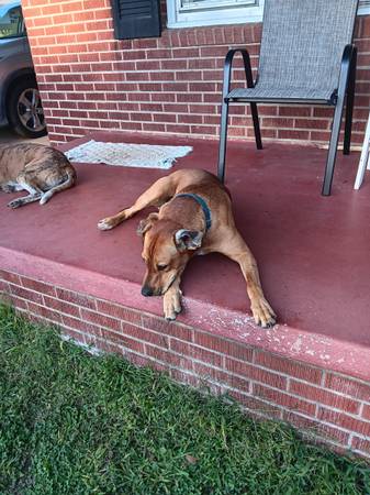 Dogs in need of a good home (Ellenboro NC)64145663628802124