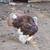 Bourbon Red turkeys 1 thumbnail