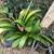 Mature Clivia plants 3 thumbnail