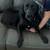 $35.00/Night Dog Boarding - Cozy Stays & Belly Rubs! 3 thumbnail