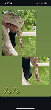 Snake for rehoming ball pyhton 1