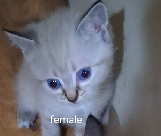 Free Kittens (vancouver, wa)63842373764995124