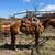 Horse 2 thumbnail