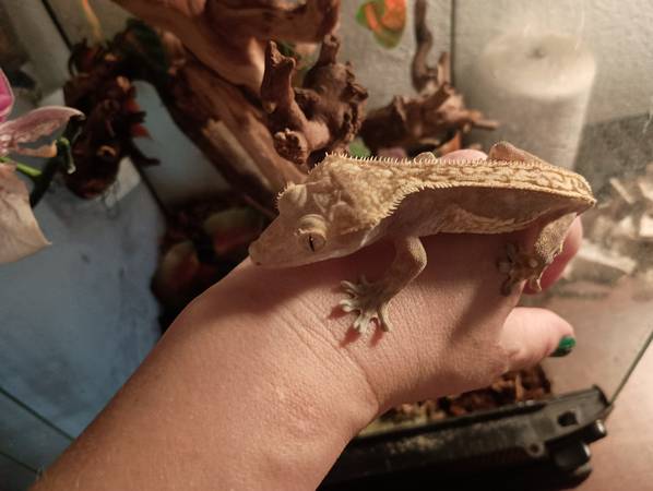 Gecko crestado (Marysville)63826637456387121
