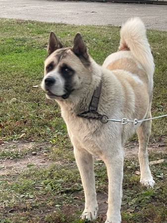 Akita (Virginia Beach)63882831823745120