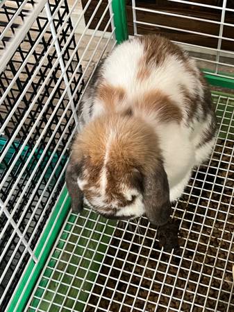 2 year old holland lop (Le Mars)63663335176451120