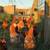 Young Laying Hens 1 thumbnail