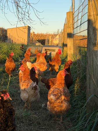 Young Laying Hens 1