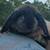 Mini Lop bunnies 2 thumbnail