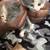 Kittens for sale 2 thumbnail