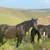 Draft cross gelding 8 thumbnail