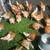 ISA Browns Chickens Hens 2 years old 2 thumbnail