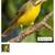 Male Lemon Breasted Canary Female green singer 1 thumbnail