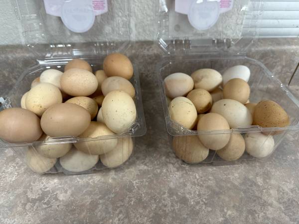 Rhode island red hens 1