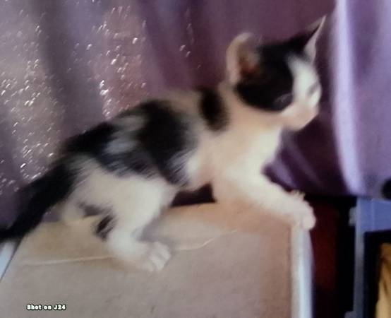 Dalmation spotted kittens (Yucca Valley)63920646699266121