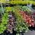 Creeping Phlox, Garden Phlox, Sedum, Allium, Liriope, Spirea  $6.97 9 thumbnail