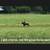 Roan Mare Gorgeous Sweet Gentle Broke for ANY rider 21 thumbnail
