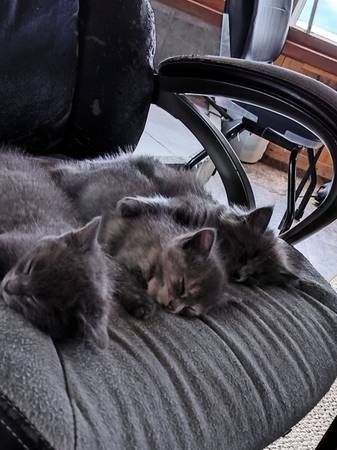 Gray cats giveaway (Cedar Rapids)64052091126657123