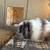 Holland Lop and Netherland Dwarf Rabbits 6 thumbnail