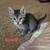 Rehoming Kittens 13 thumbnail