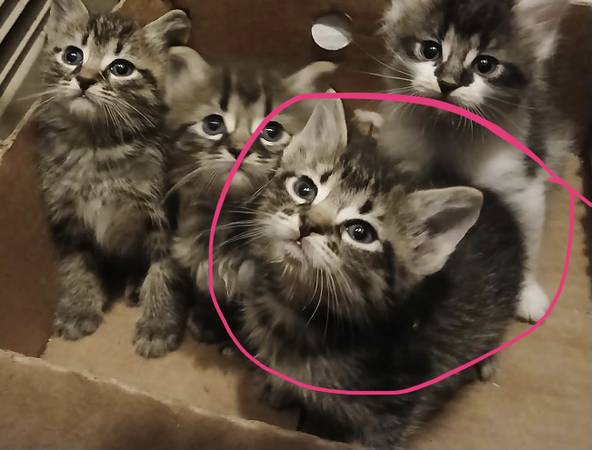 Rehoming kitten one left582695012197345281