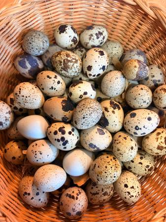 Coturnix quail eggs 1