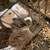 Baby rabbits 3 thumbnail