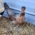 Month old gamefowl chicks 3 thumbnail