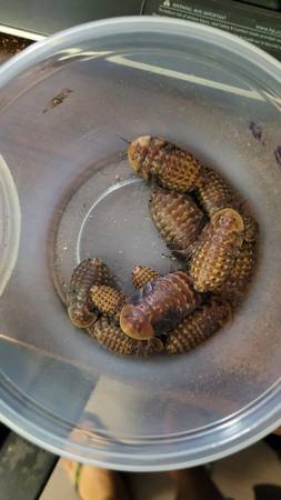 Discoid Roach 1