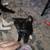 Female kitten 2 thumbnail