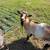 Two Nigerian Dwarf Does 1 thumbnail