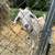 Kiko goats 6 thumbnail