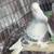 Pigeons 20 thumbnail