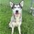 Huskies need homes 1 thumbnail
