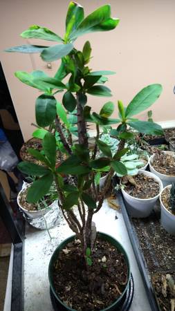 Crown of Thorns House Plant Blush - $20 (Centreville)62918240311681123