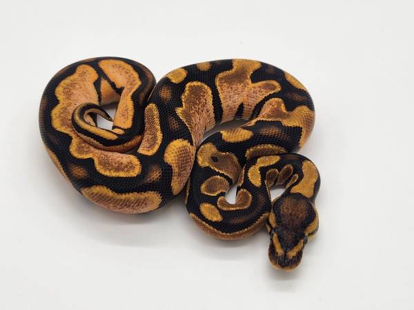 Ball Python-Orange Dream Calico possible Red Stripe female (Langhorne)64047263054467121