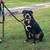 pitbull 2 thumbnail