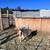 Billy Boer Goat 1 thumbnail
