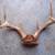 Whitetail Deer Antlers 1 thumbnail