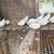 White button quail 10 thumbnail